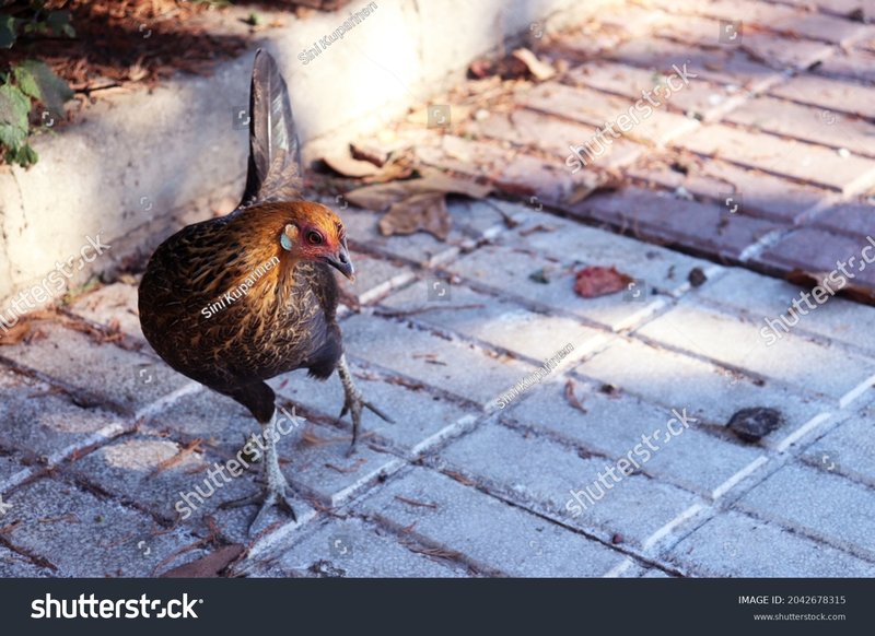 Spain - chicken road